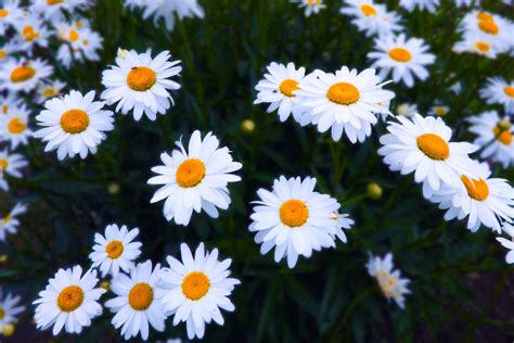 daisy blooms of